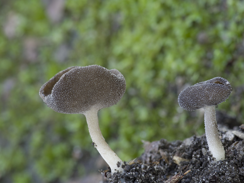 Helvella villosa